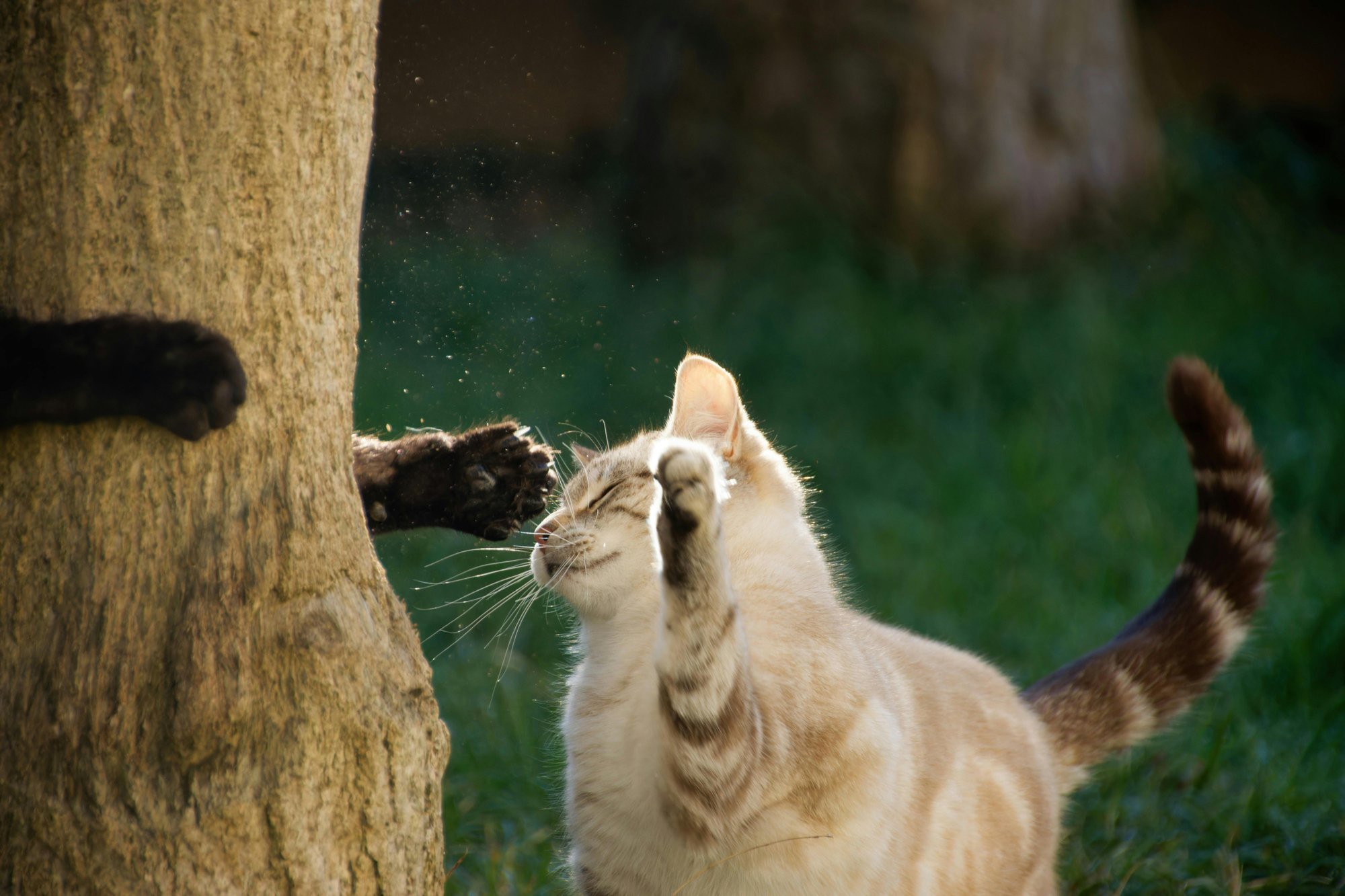 Pet Industry Photo 30232653