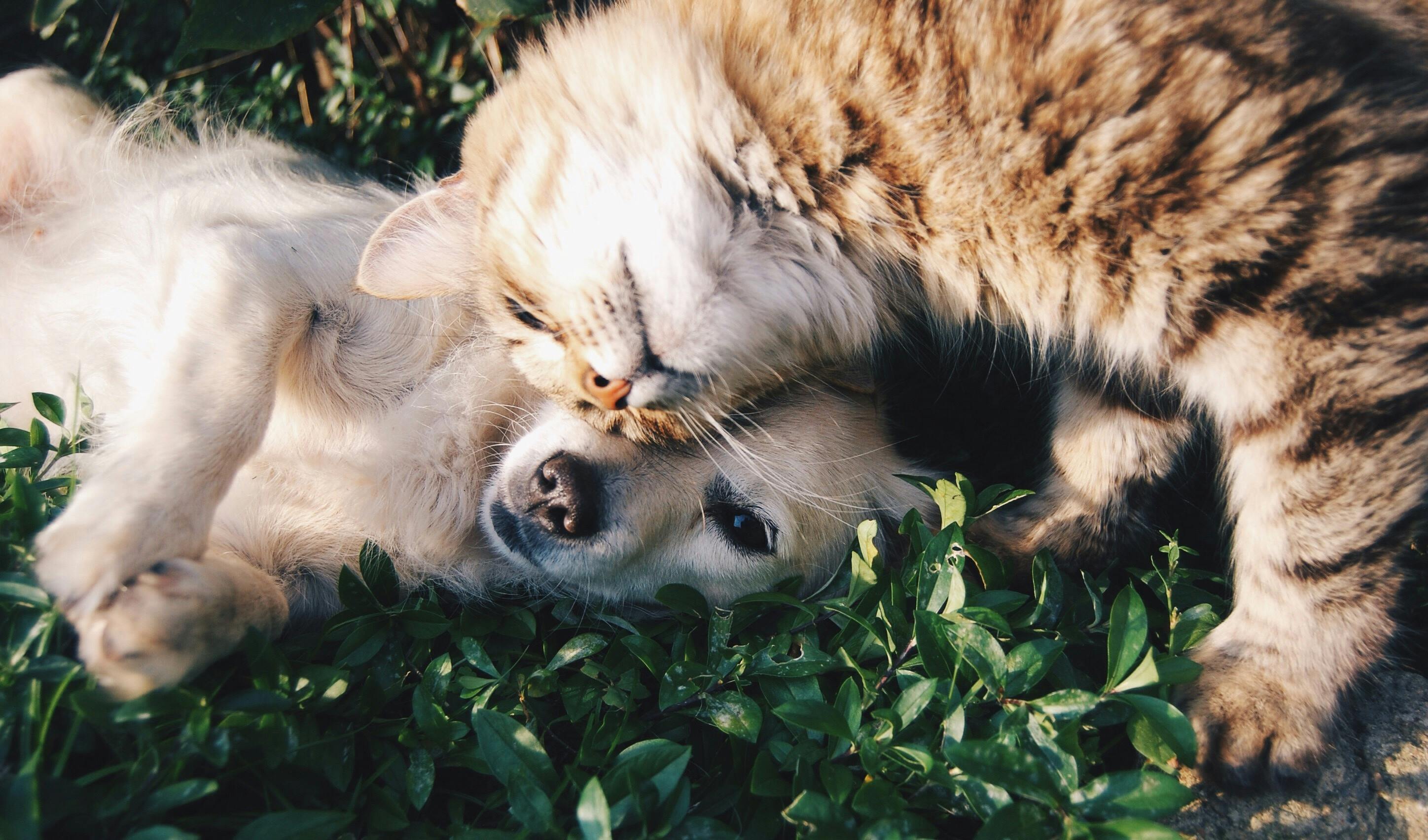 Pet Industry Photo 46024
