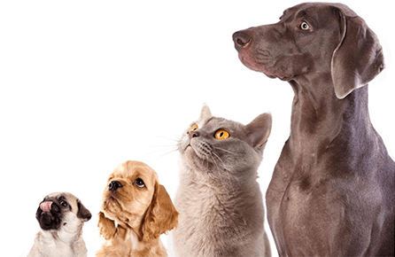 pets